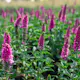 Prydnadsperenn Omnia Garden Hälllveronika First Love