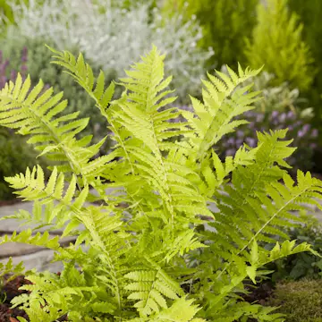 Perenn Omnia Garden Strutbräken