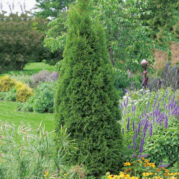 Ädeltuja Omnia Garden 50-60 cm