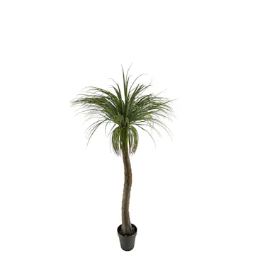 Konstväxt Mr Plant Flasklilja