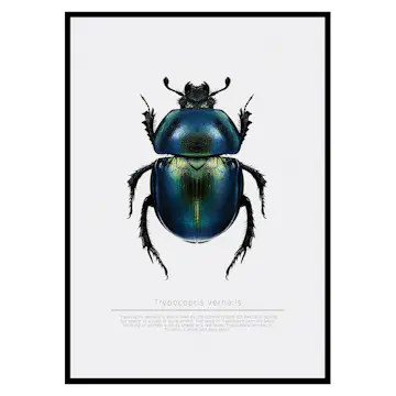 Poster Gallerix Beetle Display