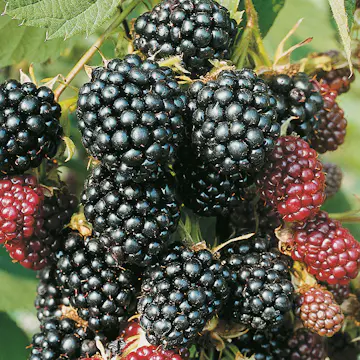 Buske Flikbjörnbär Omnia Garden60-80 cm