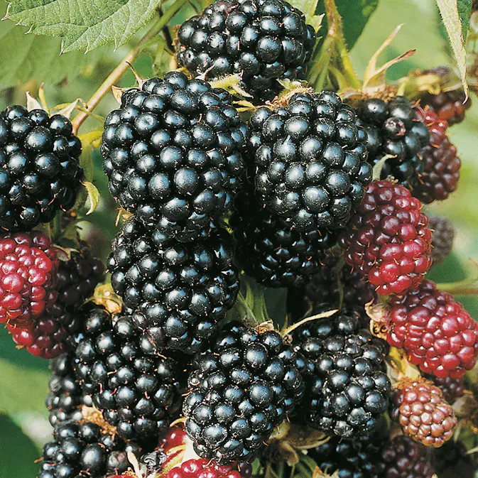 Buske Flikbjörnbär Omnia Garden60-80 cm