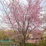 Bergkörsbär Omnia Garden Japanskt Prydnadsträd 300-400 cm, Rosa/Mörkröd Blomning, Alleträd, Högstamsträd