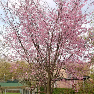 Bergkörsbär Omnia Garden Japanskt Prydnadsträd 300-400 cm, Rosa/Mörkröd Blomning, Alleträd, Högstamsträd