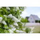 Buske Omnia Garden Syrén Vit 20-40 cm Krukodlade