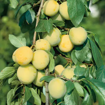 Plommonträd Omnia Garden Reine Claude d´Oullins Svagväxande