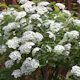 Buske Omnia Garden Bukettspirea 30-50cm Krukodlade