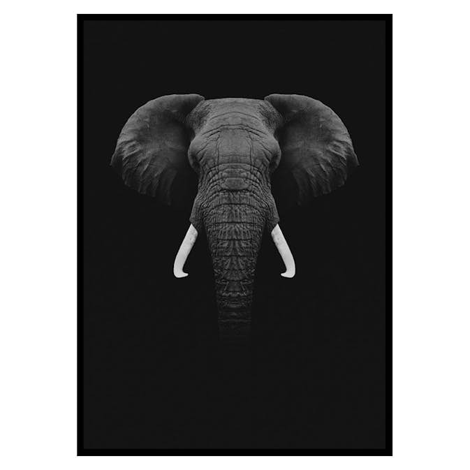 Poster Gallerix Black Elephant