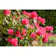 Rhododendron Omnia Garden Nova Zembla