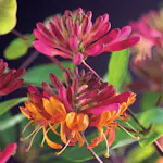 Klätterväxt Blomsterkaprifol Omnia Garden Goldflame 40-60 cm