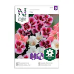 Frö Atlasblomma Nelson Garden Mix
