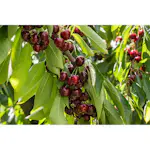 Körsbärsträd Omnia Garden Prunus Avium Stella E