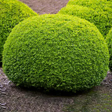 Prydnadsbuske Omnia Garden Buxbom