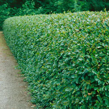 Häckoxbär Omnia Garden Krukodlade