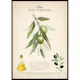 Poster Gallerix Olive Olea Europaea