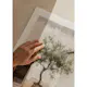 Poster Gallerix Olive Tree Mediterranean Setting No2