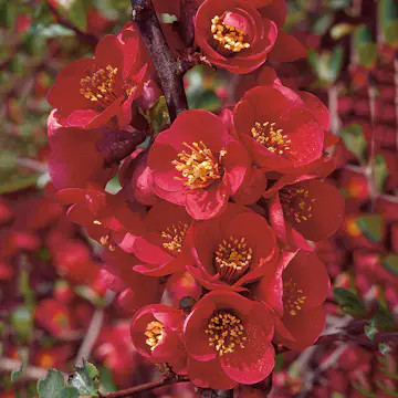 Prydnadsbuske Omnia Garden Hybridrosenkvitten