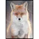 Poster Gallerix Red Fox