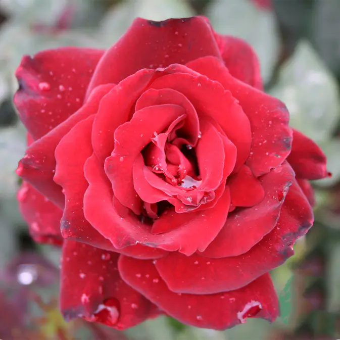 Storblommig Rabattros Omnia Garden Barkarole