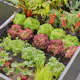 Micro-Drip Gardena Premiumpaket För Pallkrage med Vattenfördelare & Bevattningsdator