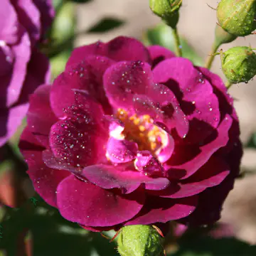 Flerblommig Rabattros Omnia Garden Midnight Blue