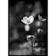 Poster Gallerix White Flower BW