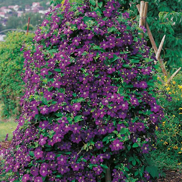 Klätterväxt Viticella Klematis Omnia Garden 40-60 cm