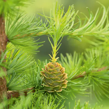 Prydnadsträd Omnia Garden Japansk Lärk Stiff Weeper Prydnadsträd, Höjd 1,5-2 m