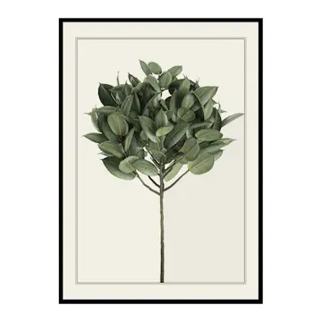 Poster Gallerix Ficus Elastica