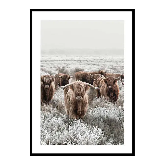 Poster Gallerix Scottish Highlanders