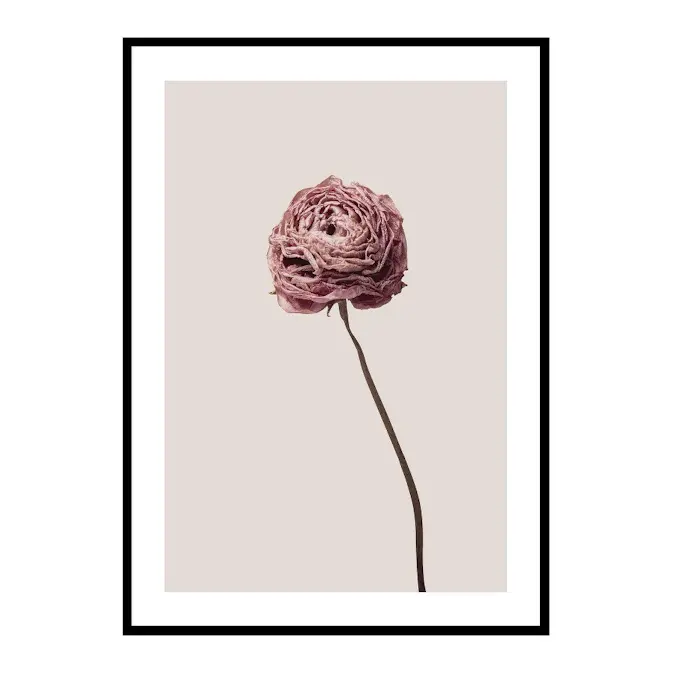 Poster Gallerix Buttercup Flower