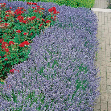 Lavendel Omnia Garden Hidcote Liten Kruka