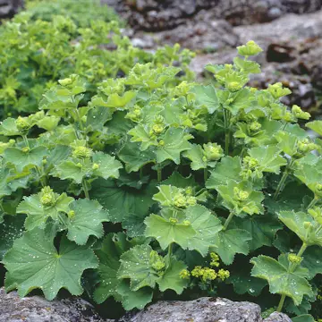 Perenn Omnia Garden Praktdaggkåpa Liten