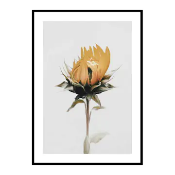 Poster Gallerix Yellow Sunflower