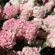Prydnadsbuske Omnia Garden Hortensia Vanille Fraise Vipphortensia