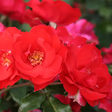 Flerblommig Rabattros Omnia Garden La Sevillana