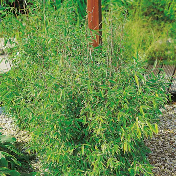 Prydnadsbuske Bergbambu Omnia Garden Simba