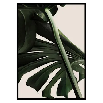 Poster Gallerix Monstera One