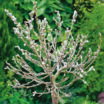 Prydnadsträd Omnia Garden Alpvide - Salix Helvetica SH 80-100 cm