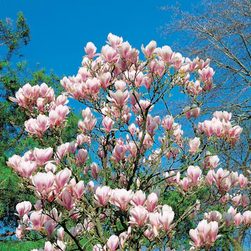 Prydnadsbuske Omnia Garden Praktmagnolia