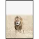 Poster Gallerix Lion On The Savannah