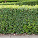 Buske Omnia Garden Buxbom Buxus Sempervirens 15-20 cm