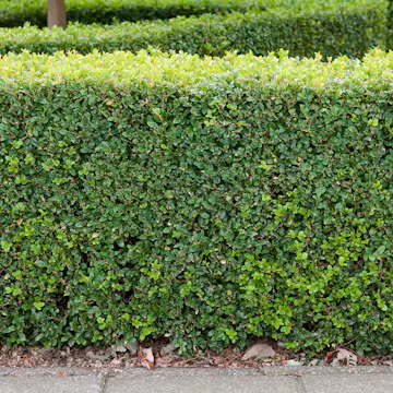 Buske Omnia Garden Buxbom Buxus Sempervirens 15-20 cm