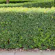 Buske Omnia Garden Buxbom Buxus Sempervirens 15-20 cm