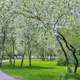 Prydnadsbuske Hägg Omnia Garden 100-125cm