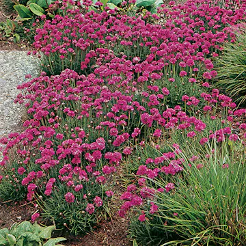 Perenn Omnia Garden Strandtrift Dusseldorfer Stolz