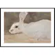 Poster Gallerix Witte Konijn By Jan Mankes