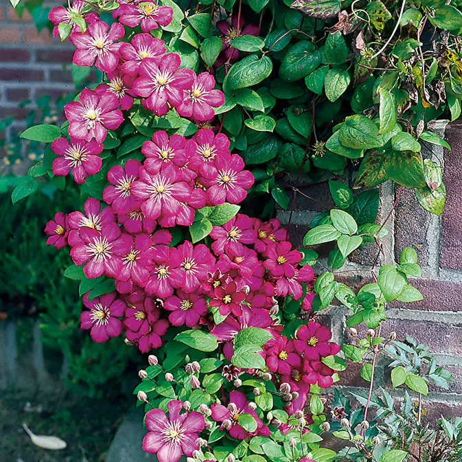 Klätterväxt Klematis Omnia Garden Ville de Lyon 40-60 cm