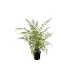 Konstväxt Mr Plant Ormbunke 80-90